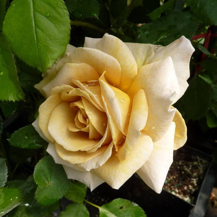 

Роза Хани Дижон. (в). Грандифлора.