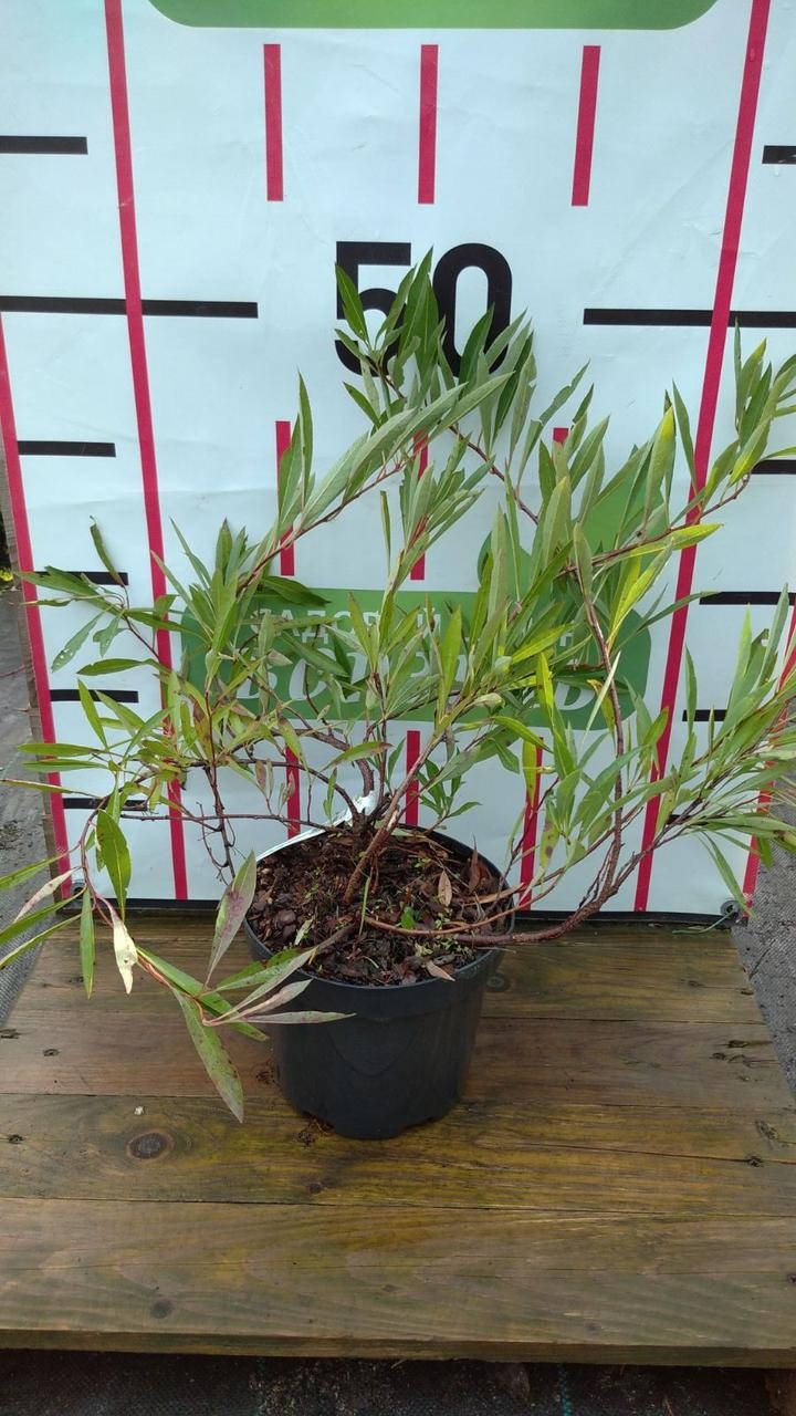 

Слива приземиста Депресса/Prunus pumila 'Depressa' С3/Н30-40