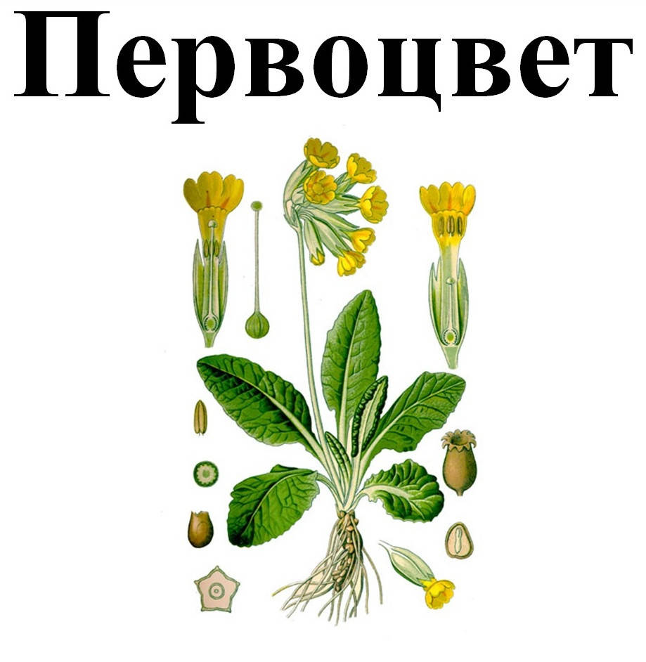 

Первоцвет трава, 25