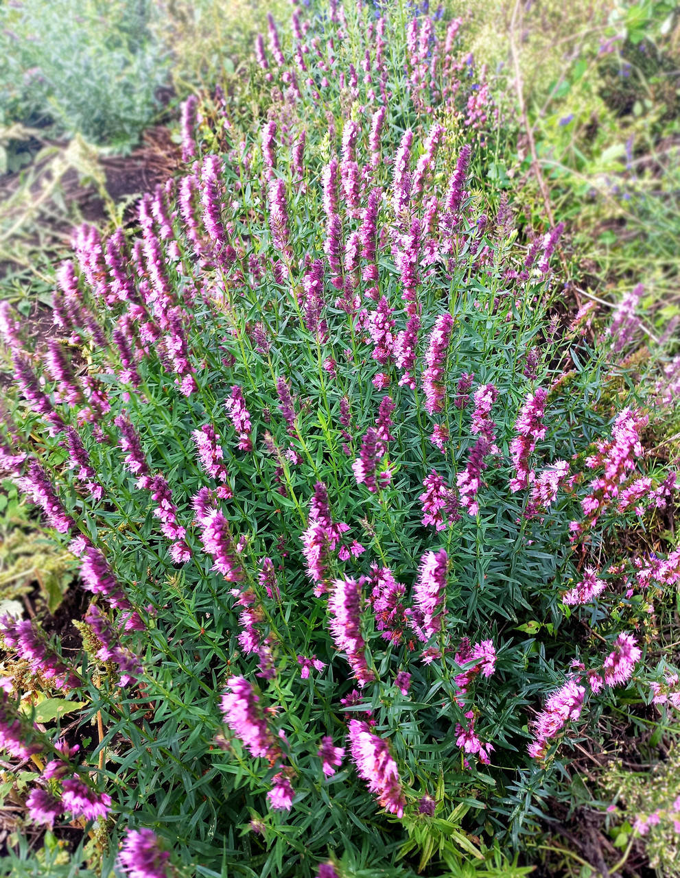 

Саженцы иссоп лекарственный (3-хлетние), северная лаванда, синий зверобой, пчелиная трава, медонос.