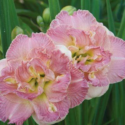 

Лилейник Lacy Dolly (саженцы)