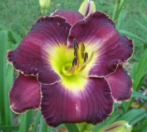 

Лилейник Her Majesty Wizard (саженцы)