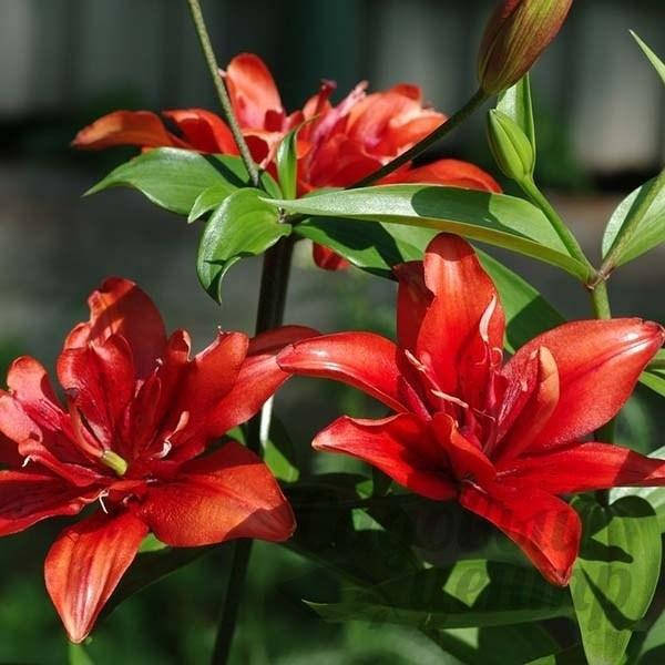 

Лилия "Coctail Twins"