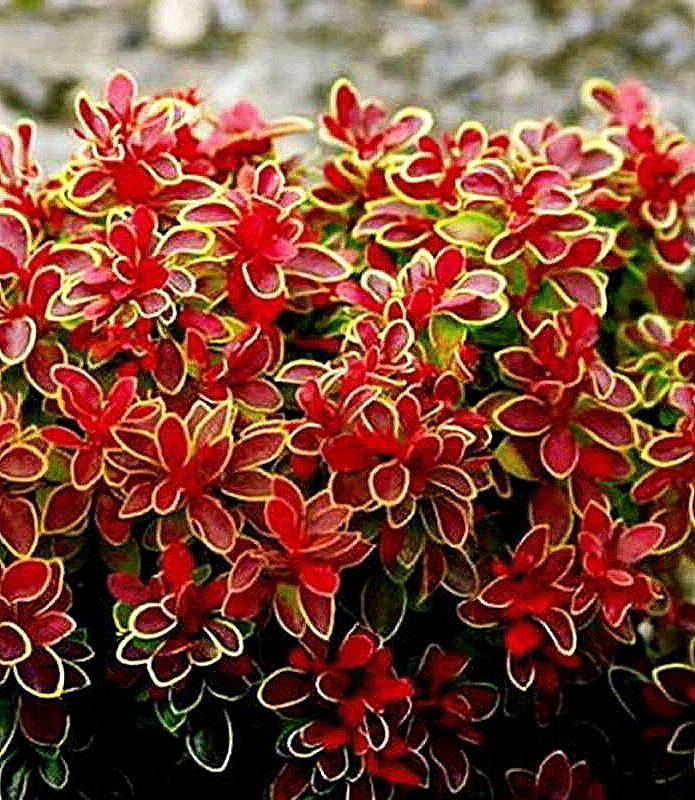 

Барбарис Тунберга Адмирейшен \ Berberis thunbergii Admiration ( саженцы 3 года 1.5л)