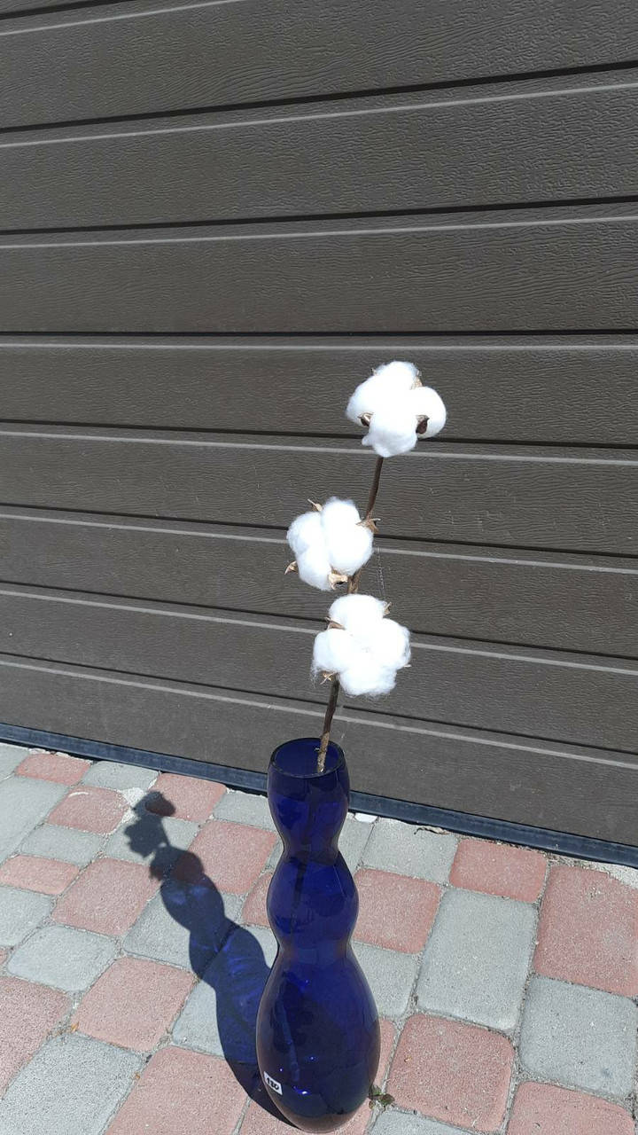 

Хлопок на ветке 60см