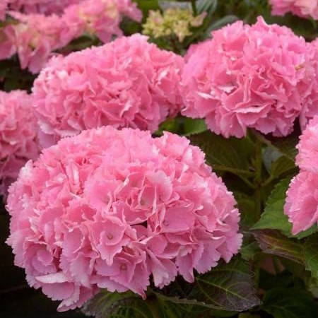 

Саженец гортензии BIG DATA PINK,2-летний, контейнер 1,5 л