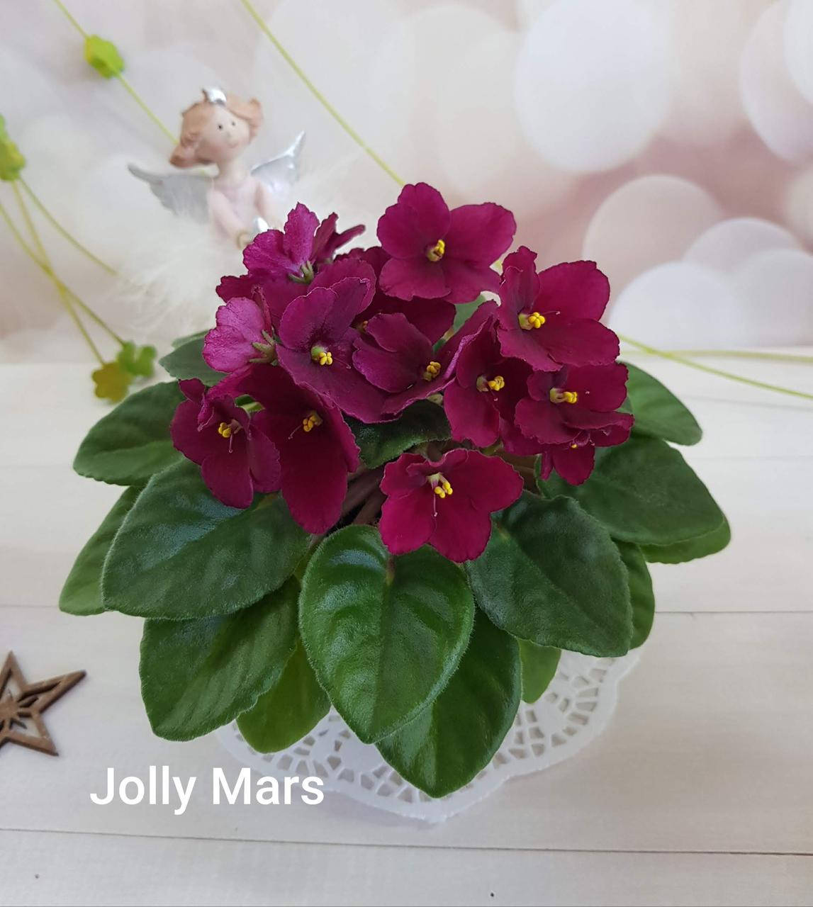 

Фиалка Jolly Mars стартер, Красный