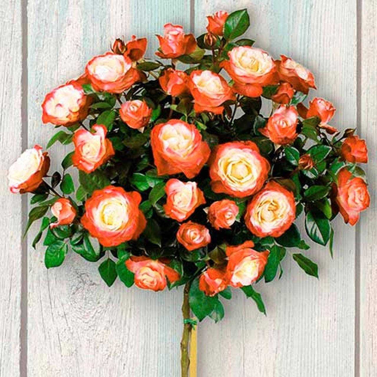 

Роза штамбовая "Колибри"