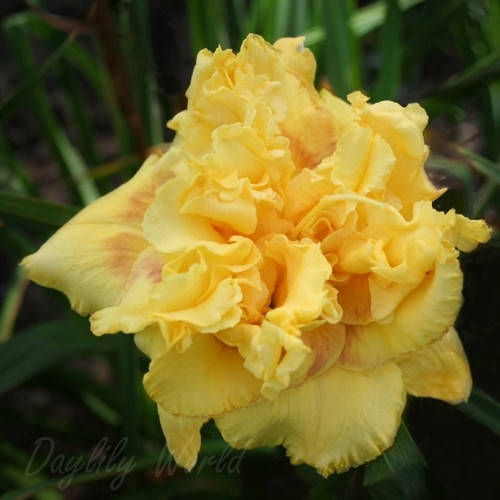 

Лилейник Форевер Янг (Hemerocallis Forever Jung)