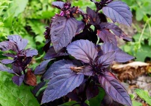 

Базилик,сорт Чёрный гранат,семена,1 грамм