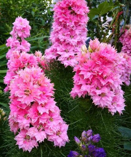 

Дельфиниум Роуз Пини (Rose Pini)