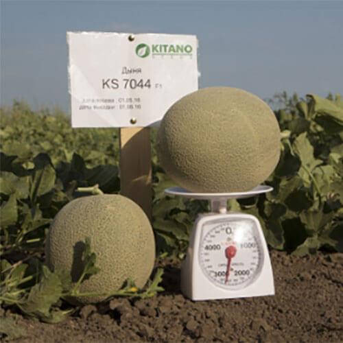 

Семена Дыня KS-7044 F1 поштучно 10 семян Kitano Seeds