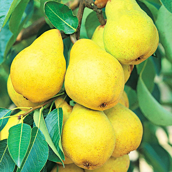 

Саженцы груши «Лимонка» - 2-летний