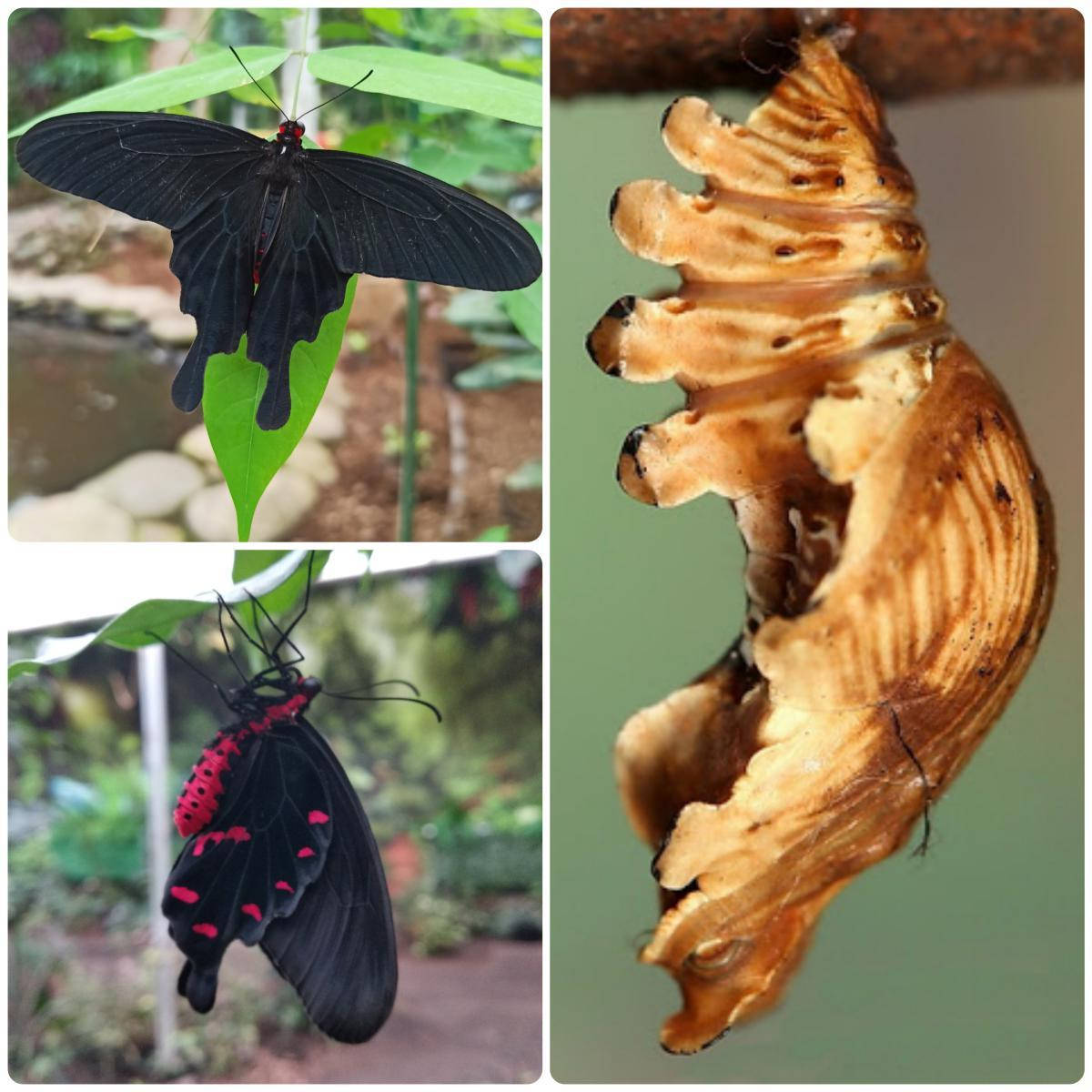 

Куколка бабочки Pachliopta kotzebuea