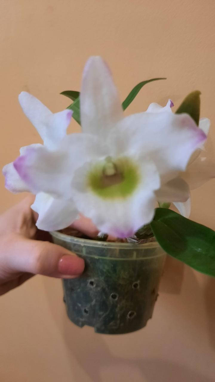 

Орхидея дендробиум (Dendrobium nobile) Himezakura Fujikko (бело-розовая)
