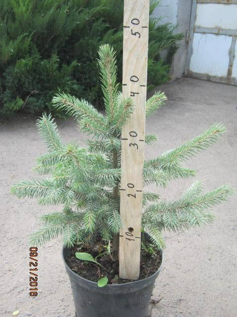 

Ялинка срібляста Кайбаб