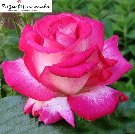 

Ривьера (Rivera)