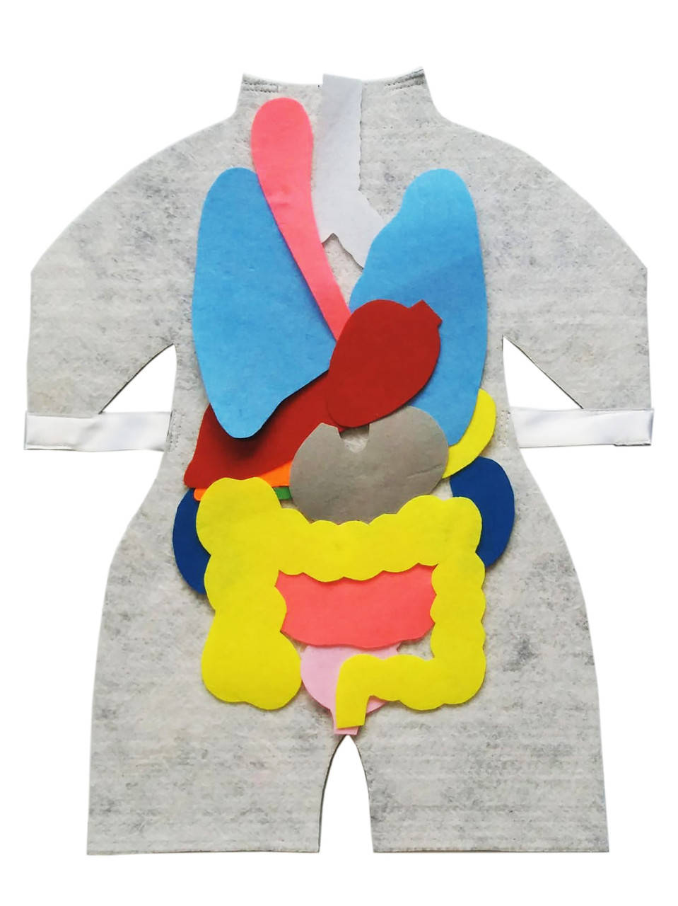 

Модель-фартук HEGA Внутреннее телосложение человека с плакатом-указанием