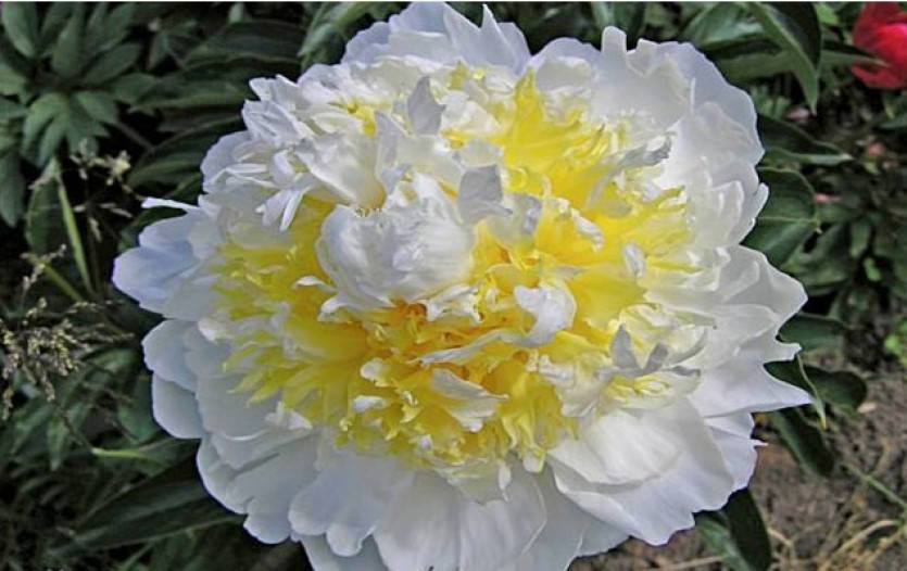 

Півонія Cheddar Cheese