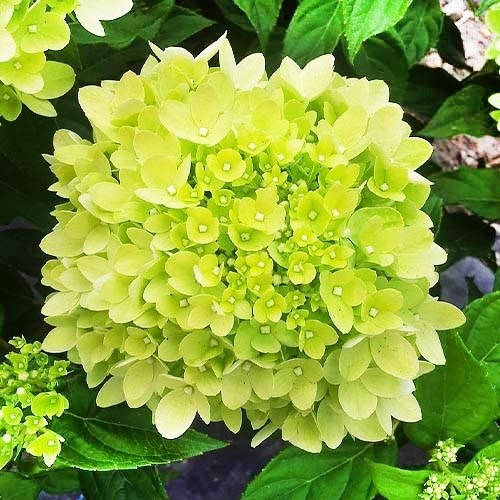 

Гортензія волотиста Little Lime (горщик 2л)