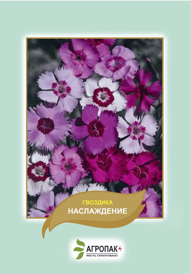 

Семена цветов Гвоздика Наслаждение 0,05 г. Агропак плюс, Разные цвета