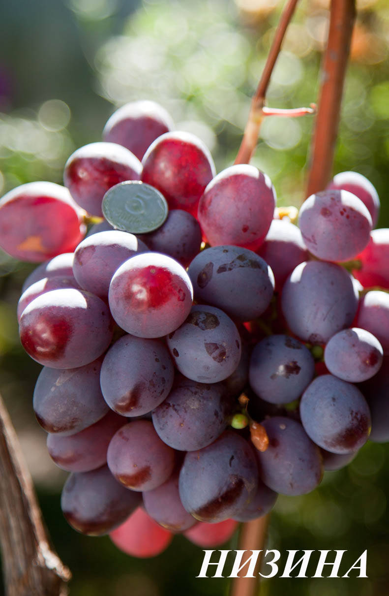 

Саженцы винограда Низина 2 сорт