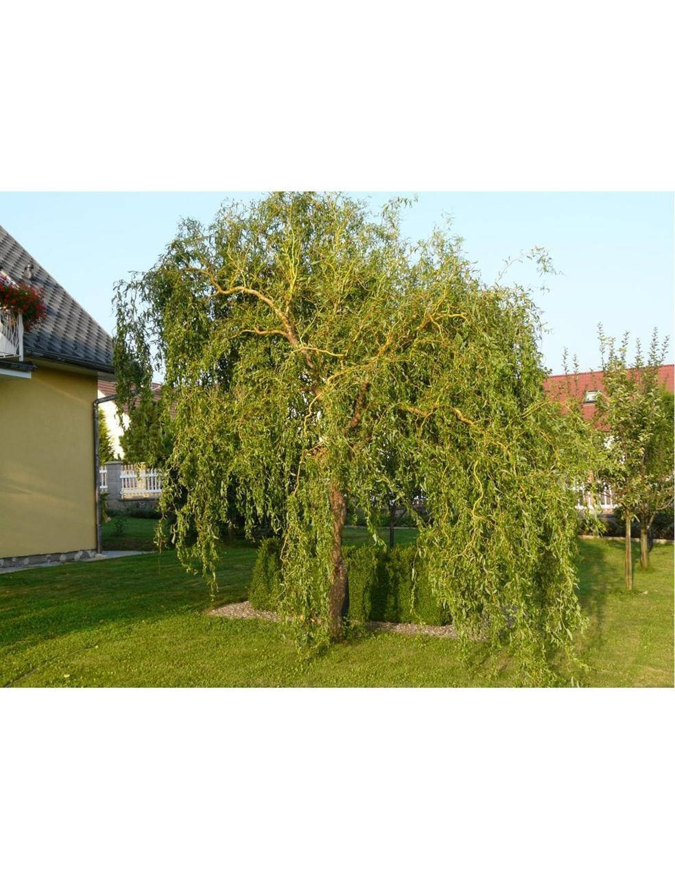 

Саженцы Ива Матсудана 160-200 см