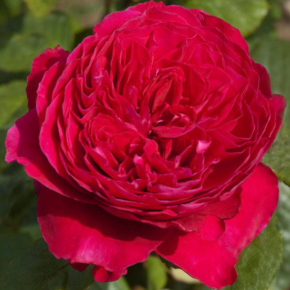 

Саджанці троянд "Алан Сушон"(Аlain Souchon)