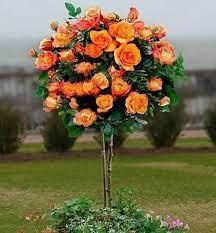 

Роза штамбовая "Rumba"