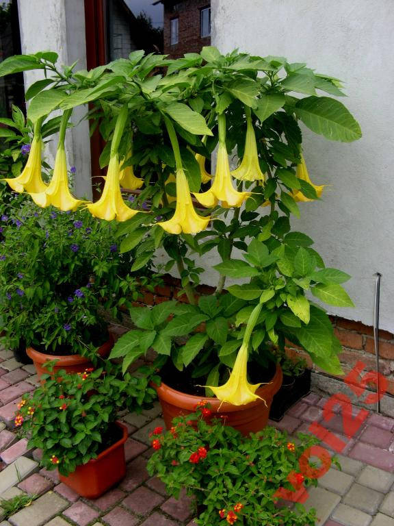 

Бругмпнсия желтая Angels Trumpet