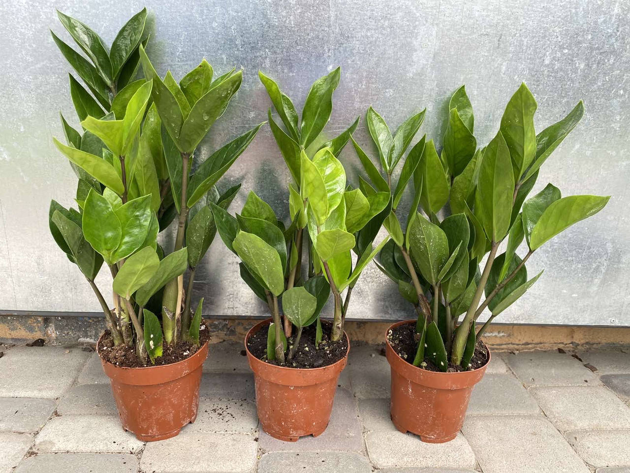 

Замиокулькас или долларовое дерево