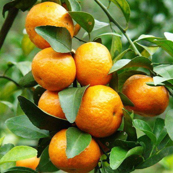 

Саженцы мандарина Сатсума (Satsuma) - сладкий, ароматный, сочный