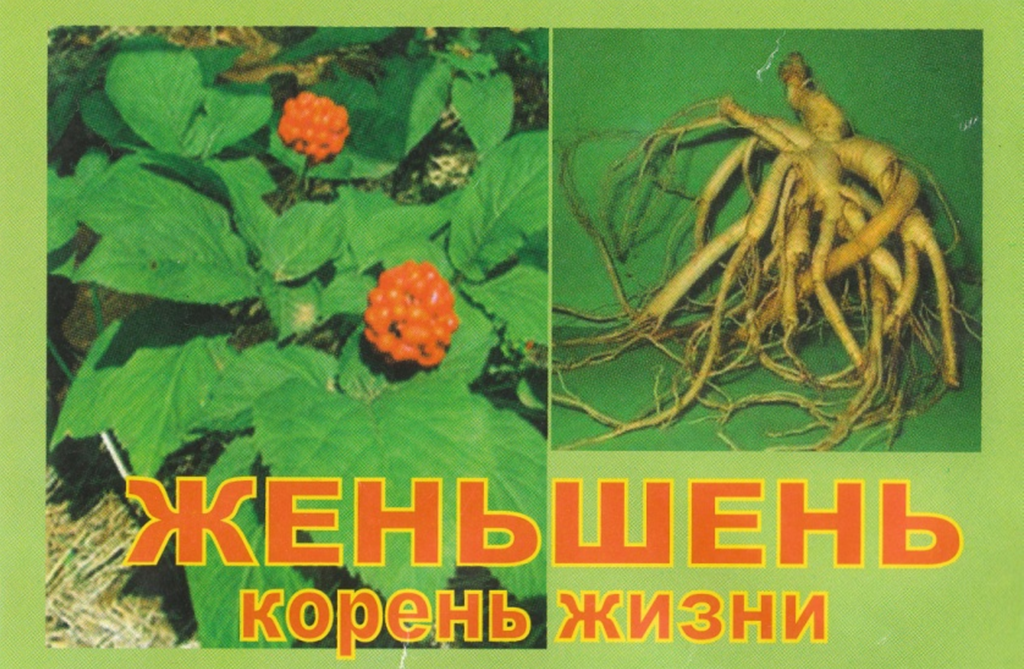 

Женьшень (корень жизни), корень сухой, 10 грамм