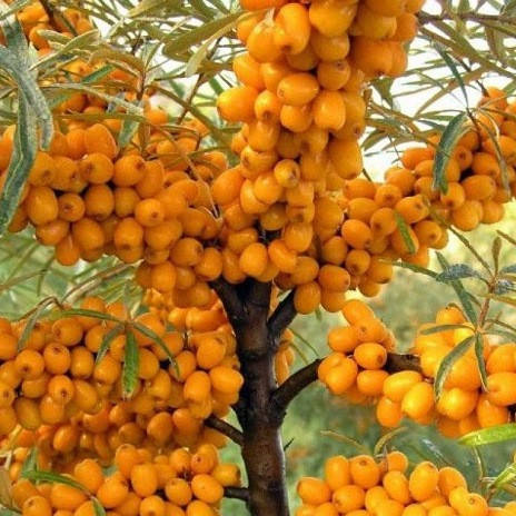 

Облепиха "ЧУЙСКАЯ СЛАДКАЯ" / Комплект "МАЛЬЧИК+ДЕВОЧКА" / Саженцы 2 шт. / Ранний срок созревания