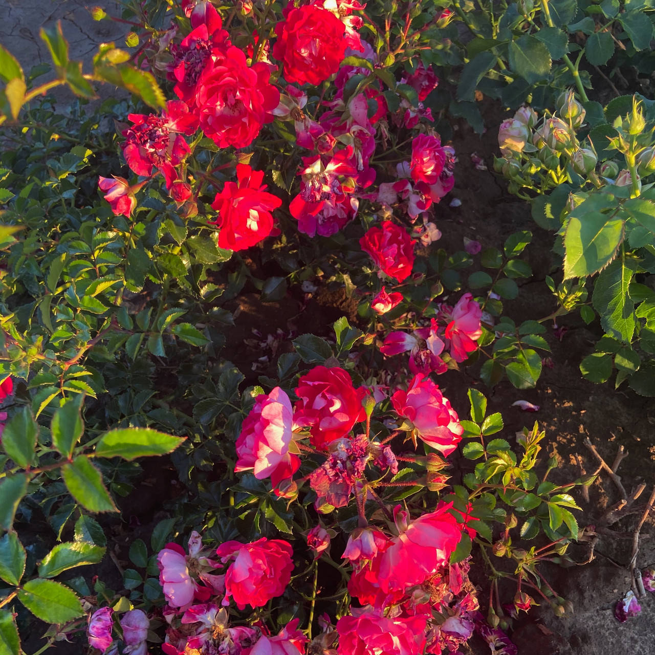 

Фуксия (Fuchsia Meillandecor)