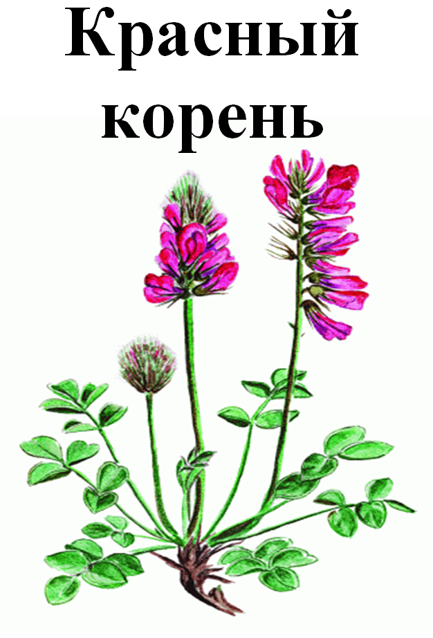 

Красный корень (копеечник южносибирский), 30 грамм
