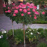 

Троянда штамбова "Елізабет"