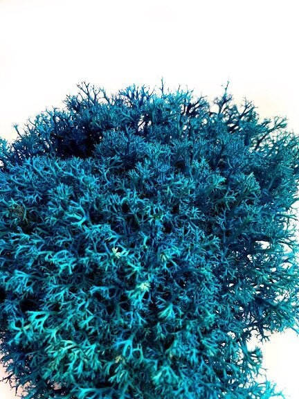 

Стабилизированный мох Синий Ягель Украинский 100 г Green Ecco Moss