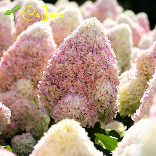

Гортензия Строберри Блоссом (Strawberry Blossom)
