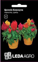 

Семена целозии Блестящая смесь, 0,01 гр., перистая