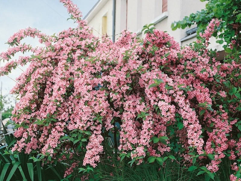 

Вейгела "Розеа" (Rosea)