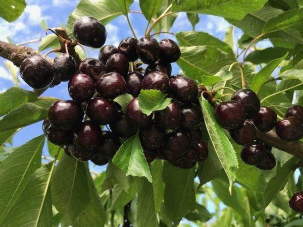

Саженцы черешни РЕД ПАСИФИК раннего срока (двухлетний)