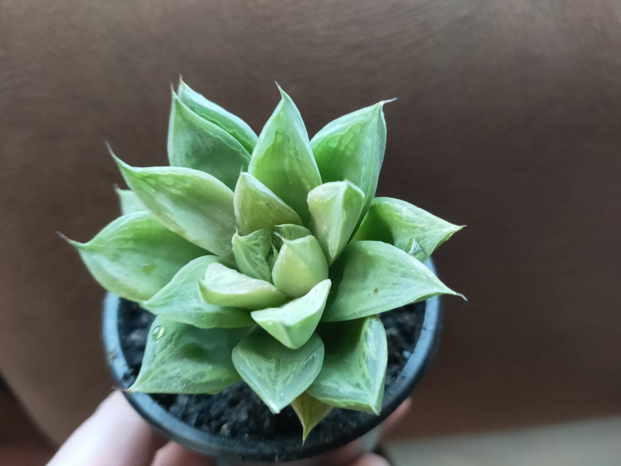 

Сукуленты пахифитум флорариум, Светло-зеленый