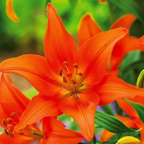 

Лилия" Orange Tone"