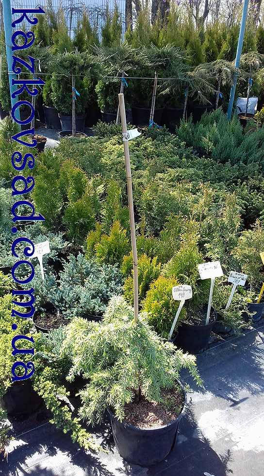 

Кедр атласский сизый плакучий 'Glauca Pendula'