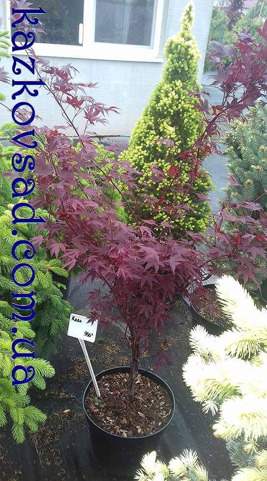 

Клен японский palmatum Dissectum Atropurpureum (Высота 1.6 м)