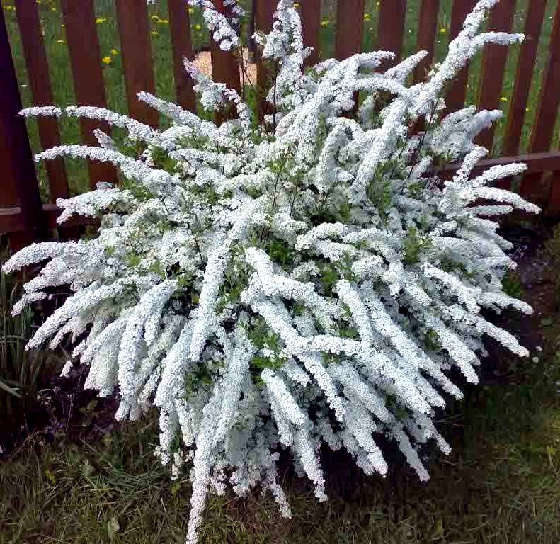 

Спирея серая 'Grefsheim' 20-30 см, 2-летка,