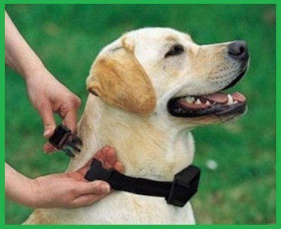 

Электронный ошейник Антилай Anti Barking Controller.