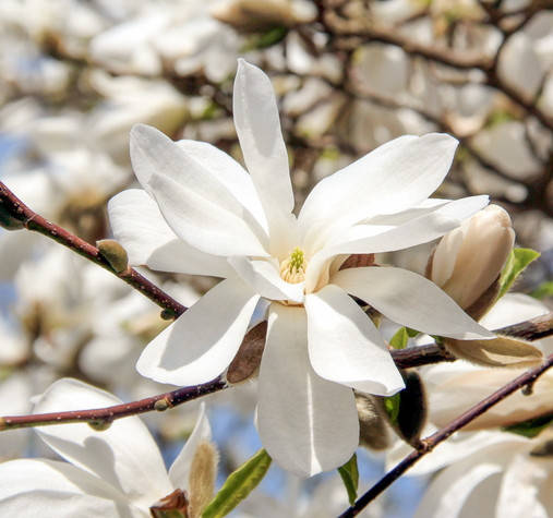 

Магнолия ленбера Меррил /Magnolia loebneri 'Merrill' в горшках 12л