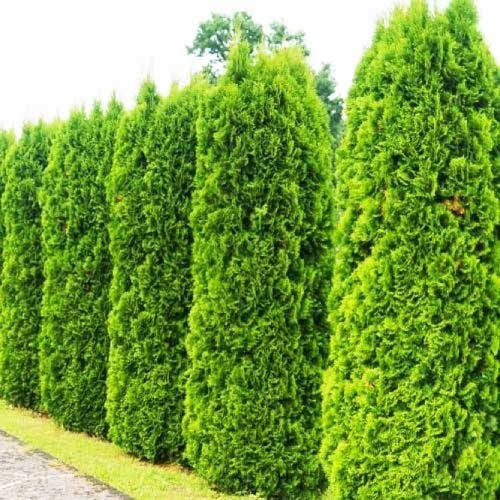 

Туя Brabant (саджанці)